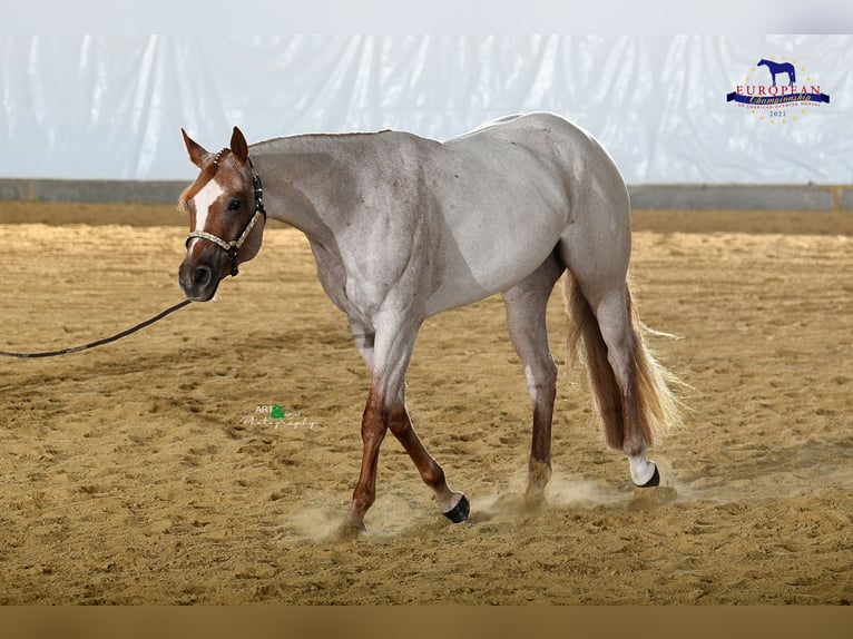 American Quarter Horse Stute 7 Jahre 156 cm Roan-Red in Erligheim