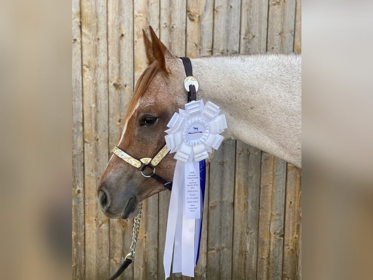 American Quarter Horse Stute 7 Jahre 156 cm Roan-Red in Erligheim