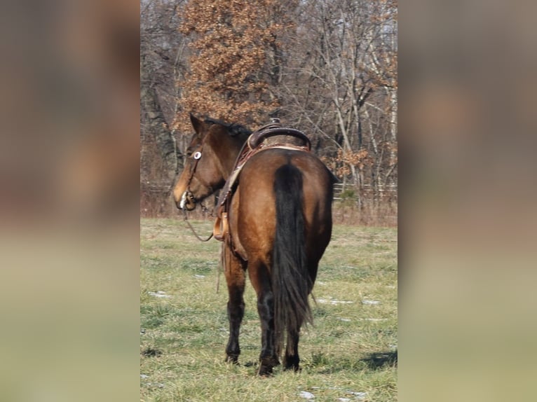 American Quarter Horse Mix Stute 7 Jahre 157 cm Buckskin in Charleston