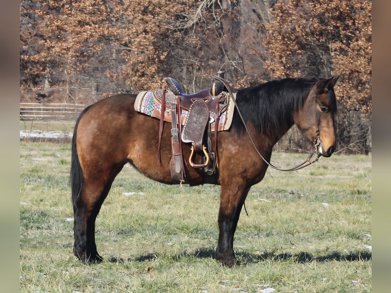 American Quarter Horse Mix Stute 7 Jahre 157 cm Buckskin in Charleston