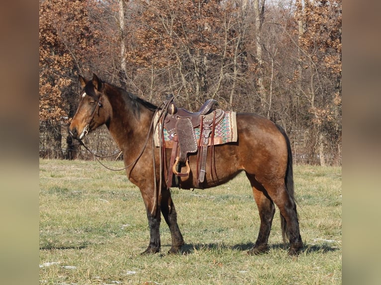 American Quarter Horse Mix Stute 7 Jahre 157 cm Buckskin in Charleston