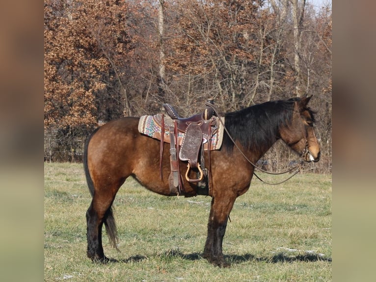 American Quarter Horse Mix Stute 7 Jahre 157 cm Buckskin in Charleston