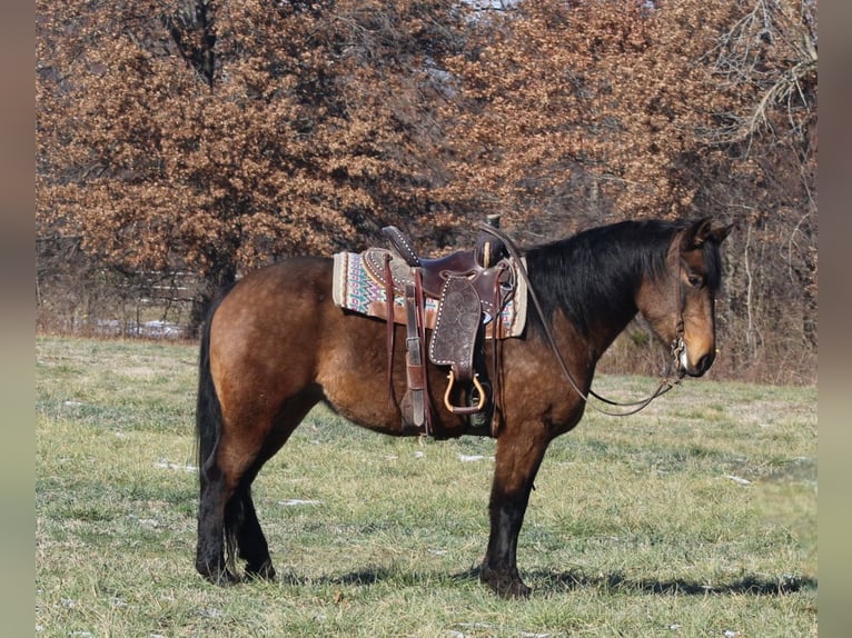 American Quarter Horse Mix Stute 7 Jahre 157 cm Buckskin in Charleston