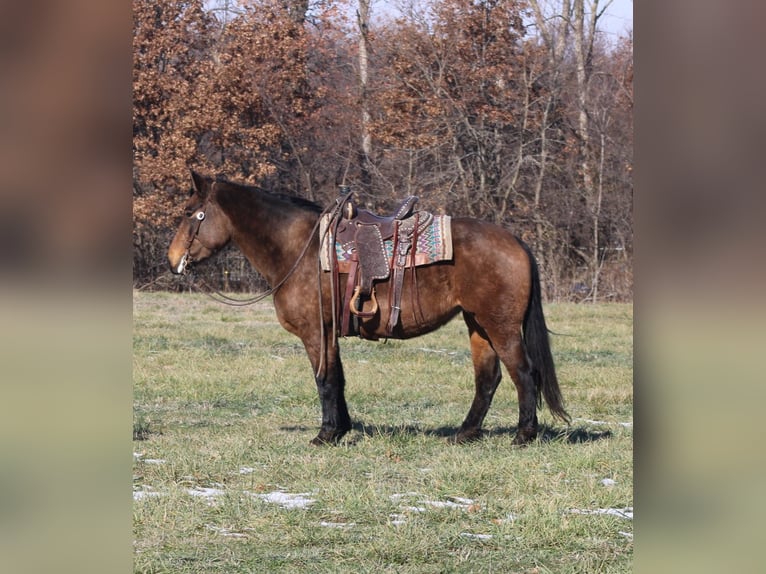 American Quarter Horse Mix Stute 7 Jahre 157 cm Buckskin in Charleston