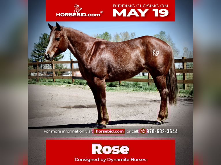 American Quarter Horse Stute 7 Jahre 157 cm Roan-Red in Fort Collins, CO
