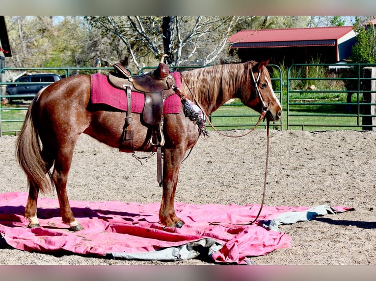 American Quarter Horse Stute 7 Jahre 157 cm Roan-Red in Fort Collins CO