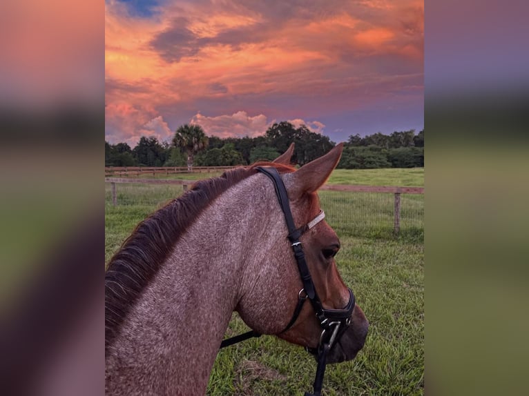 American Quarter Horse Stute 7 Jahre 157 cm Roan-Red in Citra