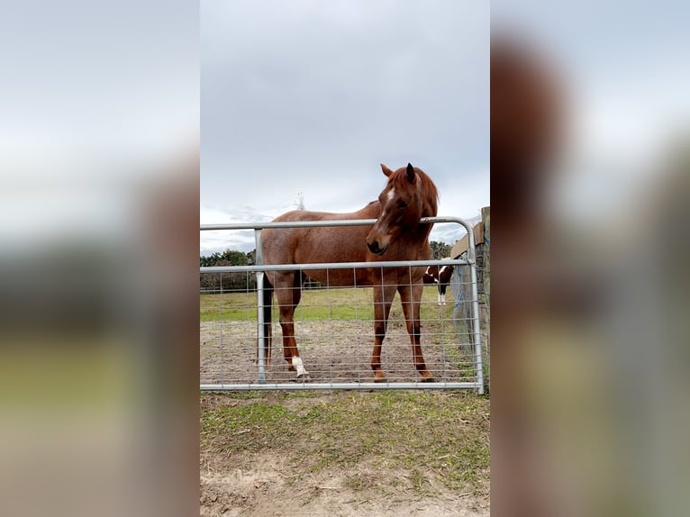 American Quarter Horse Stute 7 Jahre 157 cm Roan-Red in Citra