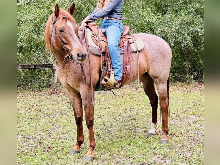 American Quarter Horse Stute 7 Jahre 157 cm Roan-Red in Citra