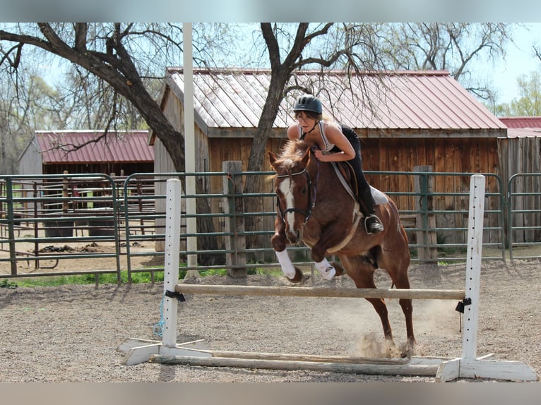 American Quarter Horse Stute 7 Jahre 157 cm Roan-Red in Fort Collins, CO