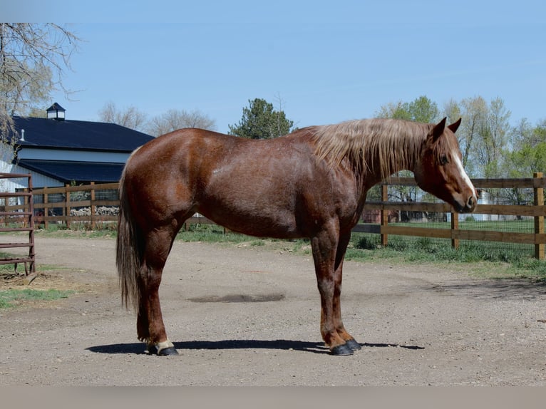 American Quarter Horse Stute 7 Jahre 157 cm Roan-Red in Fort Collins, CO