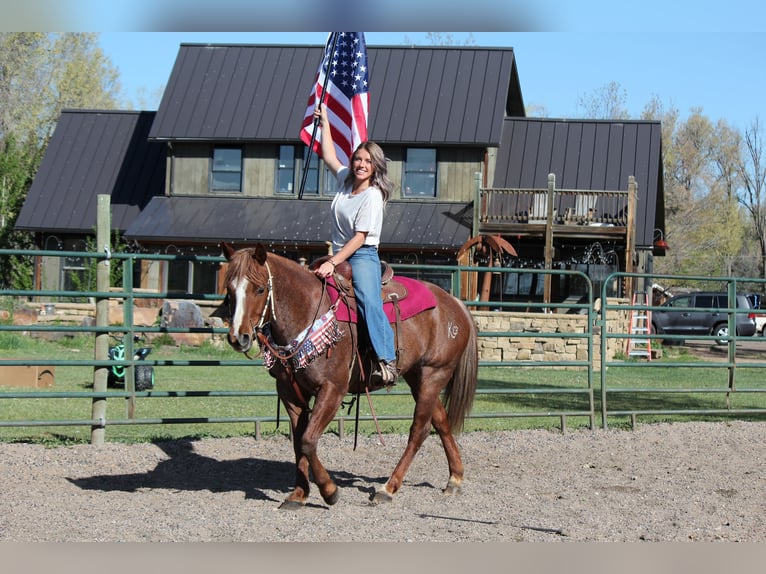 American Quarter Horse Stute 7 Jahre 157 cm Roan-Red in Fort Collins, CO