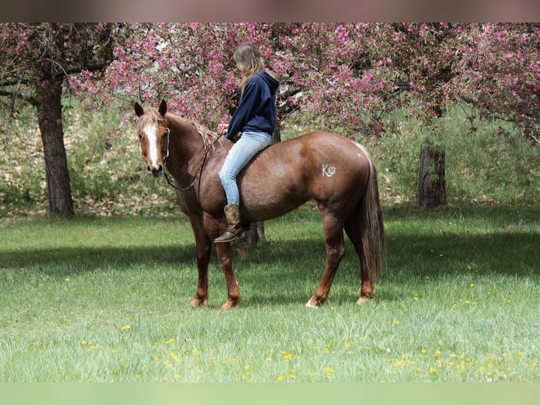 American Quarter Horse Stute 7 Jahre 157 cm Roan-Red in Fort Collins, CO