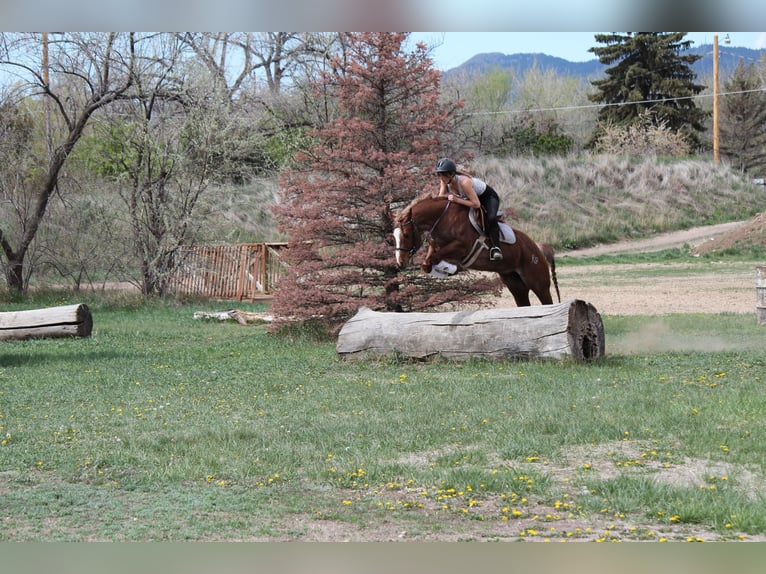 American Quarter Horse Stute 7 Jahre 157 cm Roan-Red in Fort Collins, CO