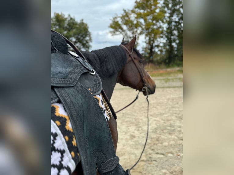 American Quarter Horse Stute 7 Jahre 158 cm Brauner in Hohentengen