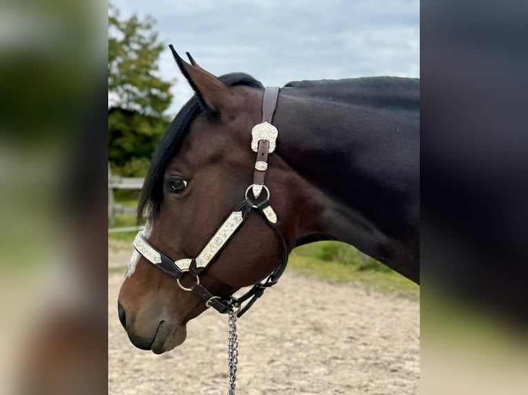 American Quarter Horse Stute 7 Jahre 158 cm Brauner in Hohentengen