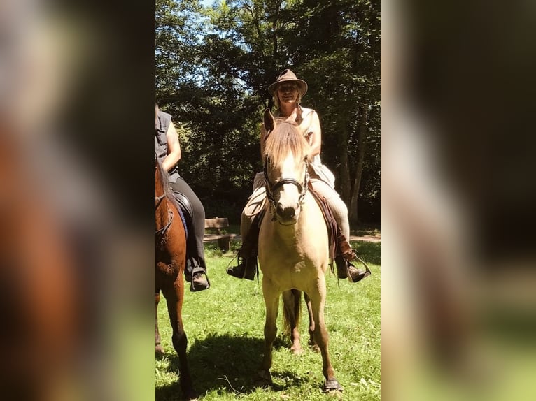 American Quarter Horse Mix Stute 7 Jahre 158 cm Champagne in Oberndorf American Quarter Horse Mix Stute 7 Jahre 158 cm Champagne in Oberndorf