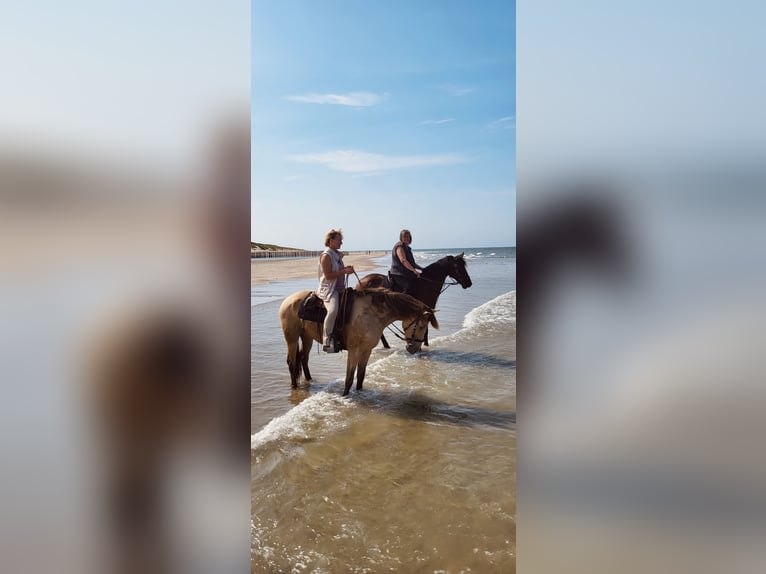 American Quarter Horse Mix Stute 7 Jahre 158 cm Champagne in Oberndorf American Quarter Horse Mix Stute 7 Jahre 158 cm Champagne in Oberndorf