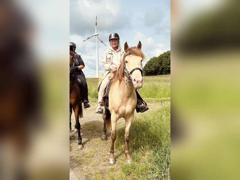 American Quarter Horse Mix Stute 7 Jahre 158 cm Champagne in Oberndorf American Quarter Horse Mix Stute 7 Jahre 158 cm Champagne in Oberndorf