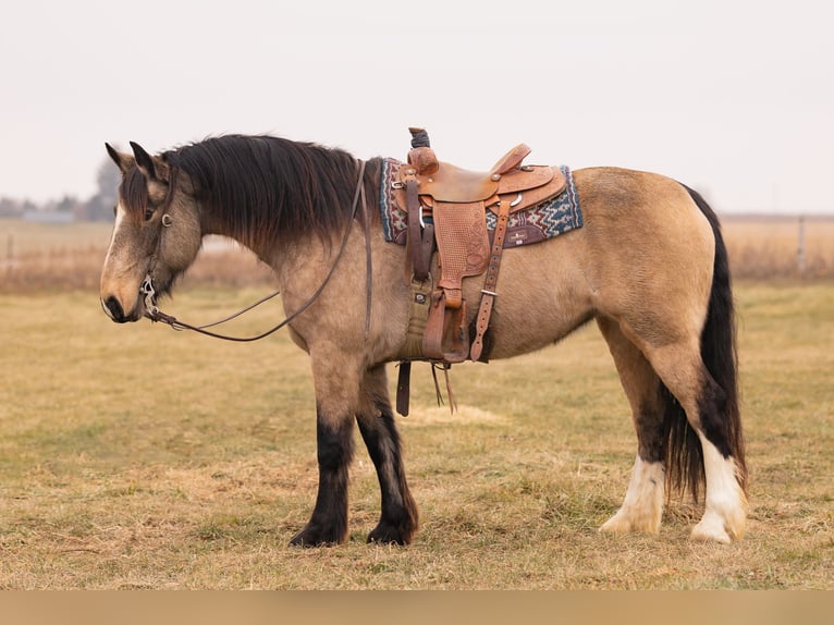 American Quarter Horse Mix Stute 7 Jahre 160 cm Buckskin in Decorah, IA