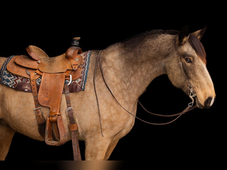 American Quarter Horse Mix Stute 7 Jahre 160 cm Buckskin in Decorah, IA