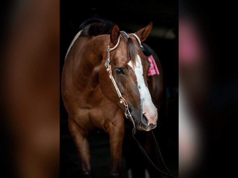 American Quarter Horse Stute 7 Jahre 160 cm Dunkelfuchs in Winterbach