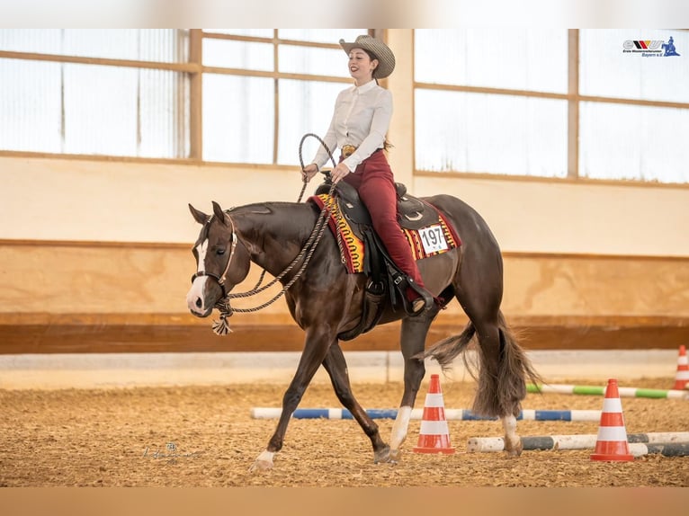 American Quarter Horse Stute 7 Jahre 160 cm Dunkelfuchs in Winterbach