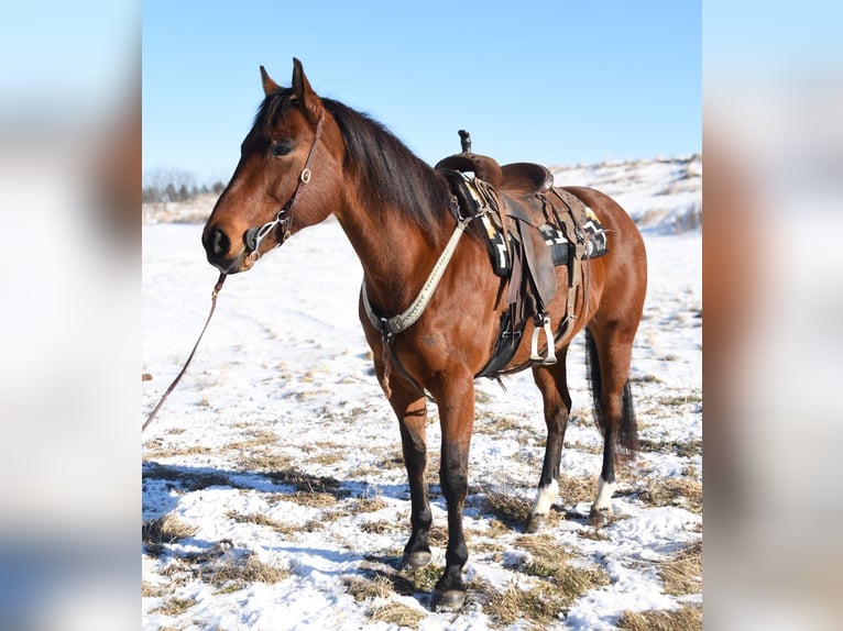 American Quarter Horse Stute 7 Jahre 160 cm Rotbrauner in Glencoe