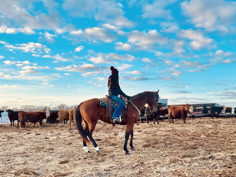 American Quarter Horse Stute 7 Jahre 160 cm Rotbrauner in Glencoe