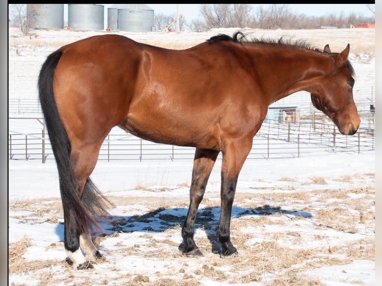 American Quarter Horse Stute 7 Jahre 160 cm Rotbrauner in Glencoe