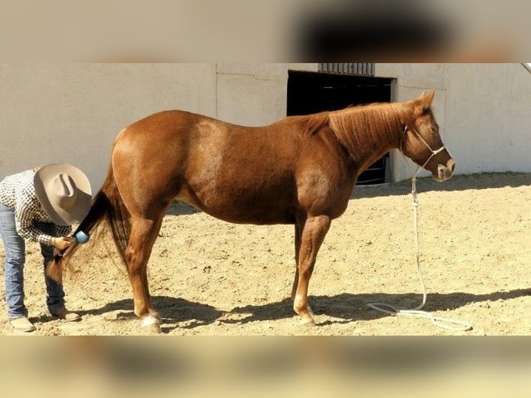 American Quarter Horse Stute 7 Jahre 163 cm Dunkelfuchs in Huntington