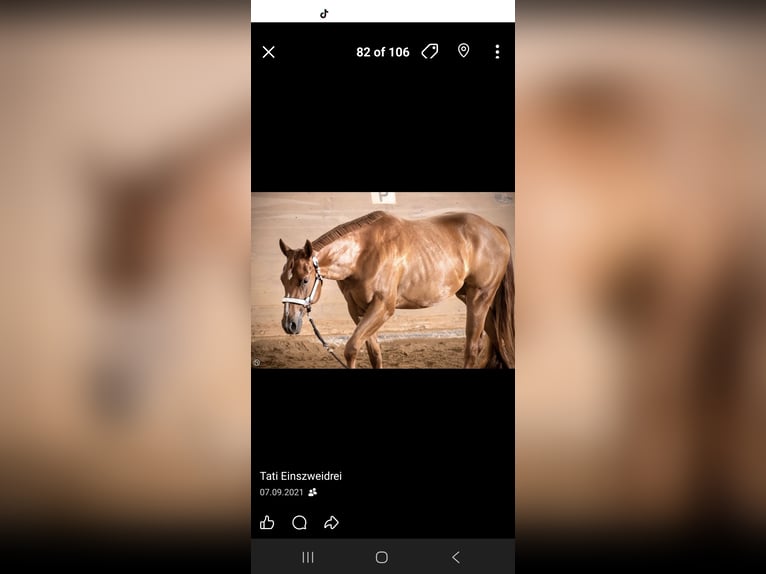 American Quarter Horse Stute 7 Jahre 163 cm Fuchs in Winterbach