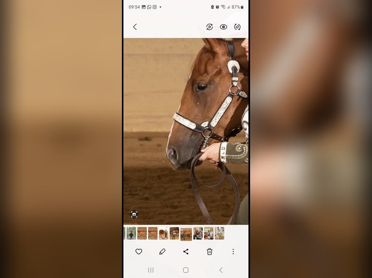 American Quarter Horse Stute 7 Jahre 163 cm Fuchs in Winterbach