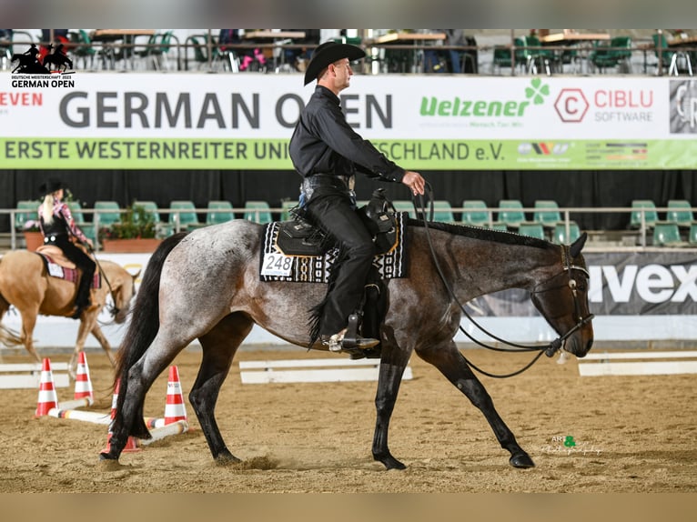 American Quarter Horse Stute 7 Jahre 163 cm Roan-Bay in Neudrossenfeld