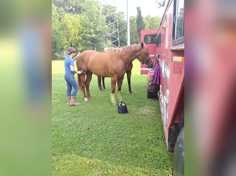 American Quarter Horse Stute 7 Jahre 168 cm Dunkelfuchs in Walbridge