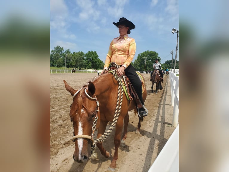 American Quarter Horse Stute 7 Jahre 168 cm Dunkelfuchs in Walbridge