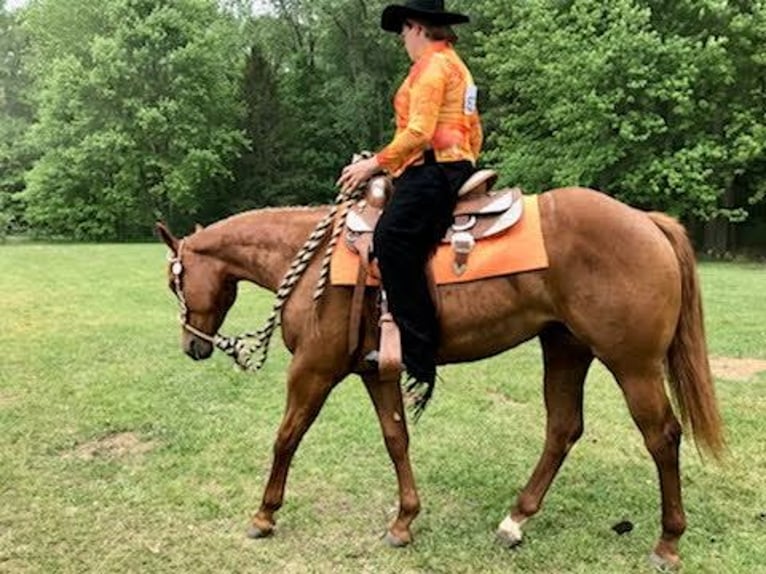 American Quarter Horse Stute 7 Jahre 168 cm Dunkelfuchs in Walbridge
