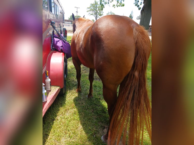American Quarter Horse Stute 7 Jahre 168 cm Dunkelfuchs in Walbridge