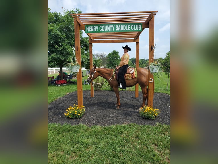 American Quarter Horse Stute 7 Jahre 168 cm Dunkelfuchs in Walbridge