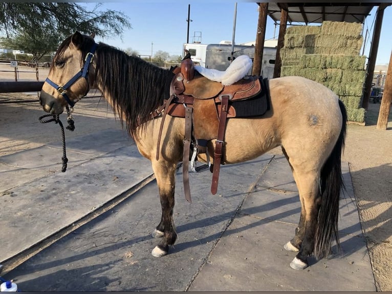American Quarter Horse Stute 7 Jahre 173 cm Buckskin in Fort Collins