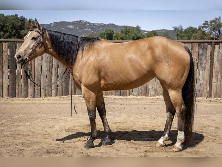 American Quarter Horse Stute 7 Jahre Buckskin in Murrieta, CA