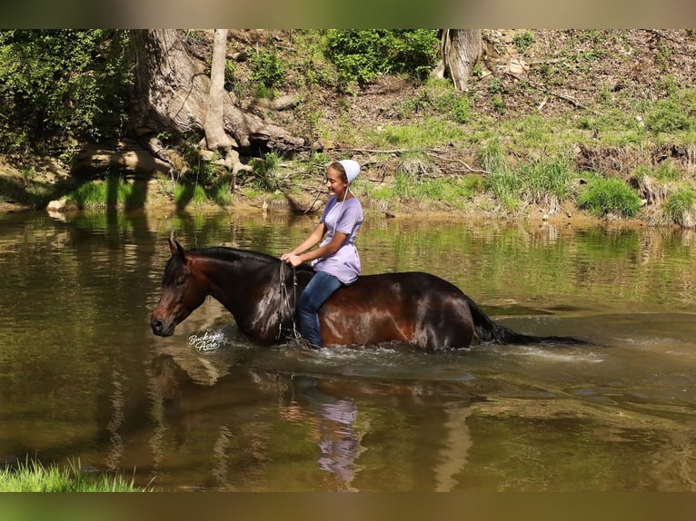 American Quarter Horse Stute 7 Jahre Dunkelbrauner in Millersburg