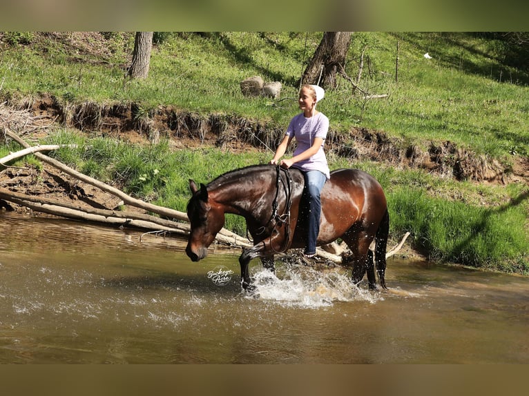 American Quarter Horse Stute 7 Jahre Dunkelbrauner in Millersburg