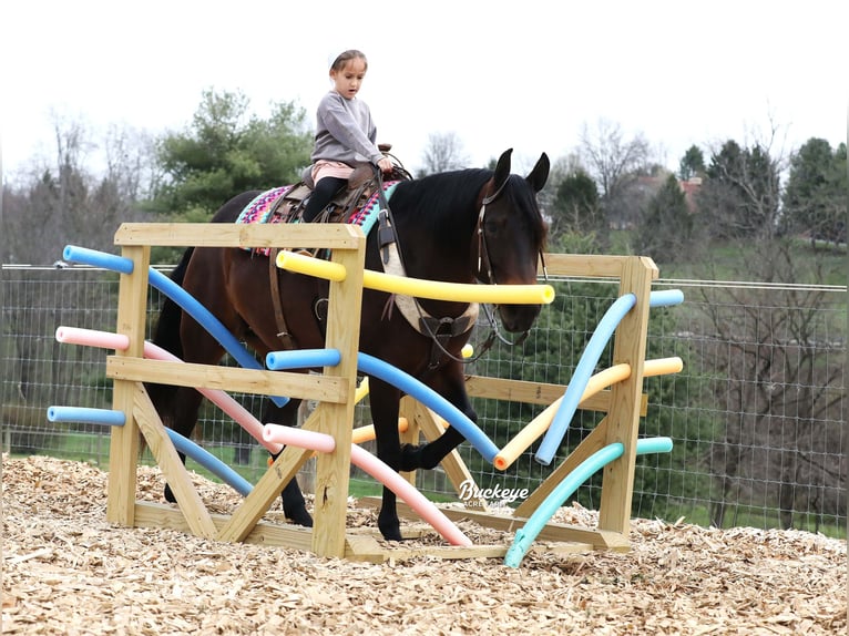 American Quarter Horse Stute 7 Jahre Dunkelbrauner in Millersburg