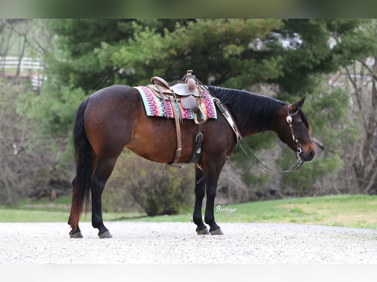 American Quarter Horse Stute 7 Jahre Dunkelbrauner in Millersburg
