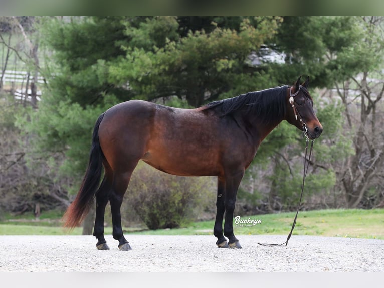 American Quarter Horse Stute 7 Jahre Dunkelbrauner in Millersburg