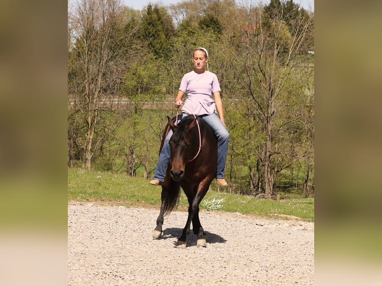 American Quarter Horse Stute 7 Jahre Dunkelbrauner in Millersburg