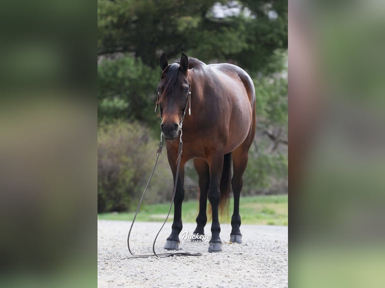 American Quarter Horse Stute 7 Jahre Dunkelbrauner in Millersburg