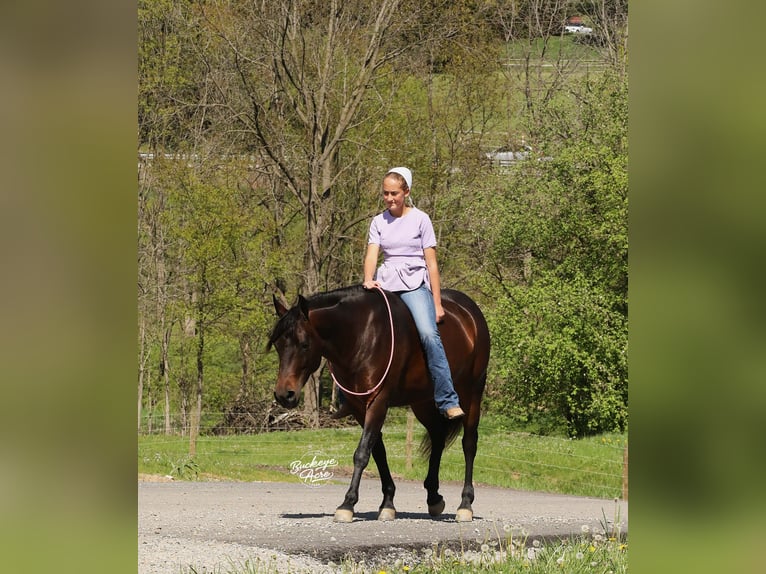 American Quarter Horse Stute 7 Jahre Dunkelbrauner in Millersburg