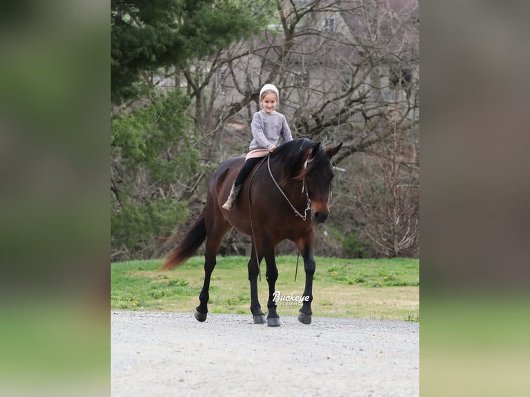 American Quarter Horse Stute 7 Jahre Dunkelbrauner in Millersburg